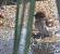 Moineau domestique (Passer domesticus) � Michel Faivre (90)