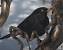 Merle noir (Turdus merula) � Michel Faivre (90)