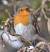 Rougegorge familier (Erithacus rubecula) � Michel Faivre (90)