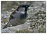 Moineau domestique (Passer domesticus) � Fr�d�ric Crimmers