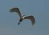 Grande Aigrette (Egretta alba) � Georges Lignier  
