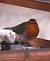 Rougegorge familier (Erithacus rubecula) � Sabrina Clement