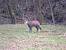 Chamois (Rupicapra rupicapra) � Sabrina Clement