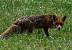 Renard roux (Vulpes vulpes) © Thierry Petit Renard roux (Vulpes vulpes) © Thierry Petit