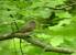 Gobemouche nain (Ficedula parva) � Jean-Philippe Paul
