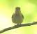Gobemouche nain (Ficedula parva) � Jean-Philippe Paul