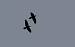 Grand Corbeau (Corvus corax) � Claude Garnier