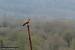 Buse variable (Buteo buteo) � Christian Peltier