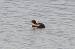 Gr�be castagneux (Tachybaptus ruficollis) � Philomin Briot