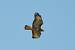 Buse variable (Buteo buteo) � Philomin Briot