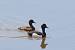 Fuligule morillon (Aythya fuligula) � Philomin Briot
