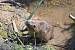 Ragondin (Myocastor coypus) � Philomin Briot