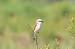 Pie-gri�che �corcheur (Lanius collurio) � Philomin Briot