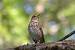 Grive musicienne (Turdus philomelos) � Philomin Briot