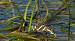 Aeschne des joncs (Aeshna juncea) © Robin Bierton Aeschne des joncs (Aeshna juncea) © Robin Bierton