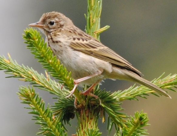 Pipit des arbres (Anthus trivialis) photo © LPO Visionature