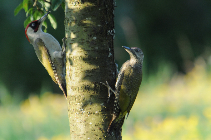 Pic vert (Picus viridis) photo © LPO Visionature