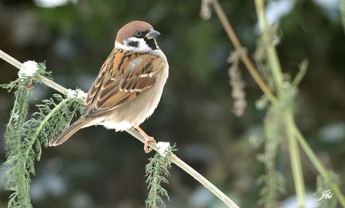Moineau friquet (Passer montanus) photo © LPO Visionature