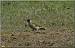 Pic vert (Picus viridis) � Michel Decremps