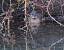 Gr�be castagneux (Tachybaptus ruficollis) � Marc Jouvie