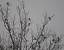 Grive litorne (Turdus pilaris) � Marc Jouvie