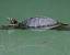 Tortue de Floride (Trachemys scripta) � Marc Jouvie