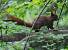 Ecureuil roux (Sciurus vulgaris) � Marc Jouvie
