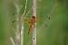 Libellule fauve (Libellula fulva) � Alexandre  Guillemot 