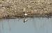 Petit Gravelot (Charadrius dubius) � Bernard Bonnier