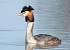 Gr�be hupp� (Podiceps cristatus) � Mike Smith