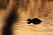 Foulque macroule (Fulica atra) � Bernard Li�geois