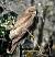 Buse variable (Buteo buteo) � Nick Ransdale