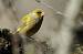 Verdier d'Europe (Carduelis chloris) � Fabien Zunino
