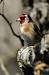 Chardonneret �l�gant (Carduelis carduelis) � Fabien Zunino