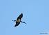 Cigogne noire (Ciconia nigra) © Nick Ransdale Cigogne noire (Ciconia nigra) © Nick Ransdale