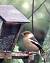 Grosbec casse-noyaux (Coccothraustes coccothraustes) � Claudie Pichon