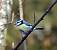M�sange bleue (Cyanistes caeruleus) � Claudie Pichon