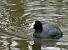 Foulque macroule (Fulica atra) � Thierry Guerin