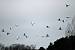 H�ron garde-boeufs (Bubulcus ibis) � Thierry Guerin