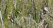 Linotte m�lodieuse (Carduelis cannabina) � Bernard & Marie-No�lle Couturaud