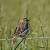 Bruant proyer (Emberiza calandra) � Julien Renaud