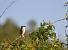 Pie-gri�che �corcheur (Lanius collurio) � Julien Renaud