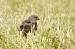 Buse variable (Buteo buteo) � Michel Hainaut