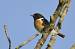 Tarier p�tre (Saxicola torquatus) � Michel Hainaut