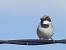 Moineau domestique (Passer domesticus) � Gabriel Godin