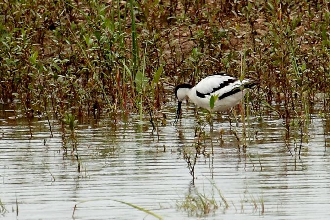 Avocette �l�gante  - Colette et Alain