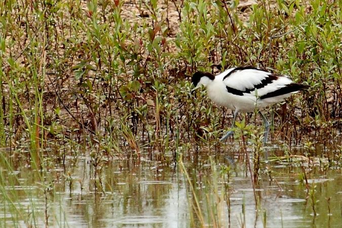 Avocette �l�gante  - Colette et Alain