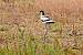 Avocette �l�gante  - Colette et Alain
