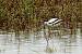 Avocette �l�gante  - Colette et Alain