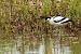 Avocette �l�gante  - Colette et Alain